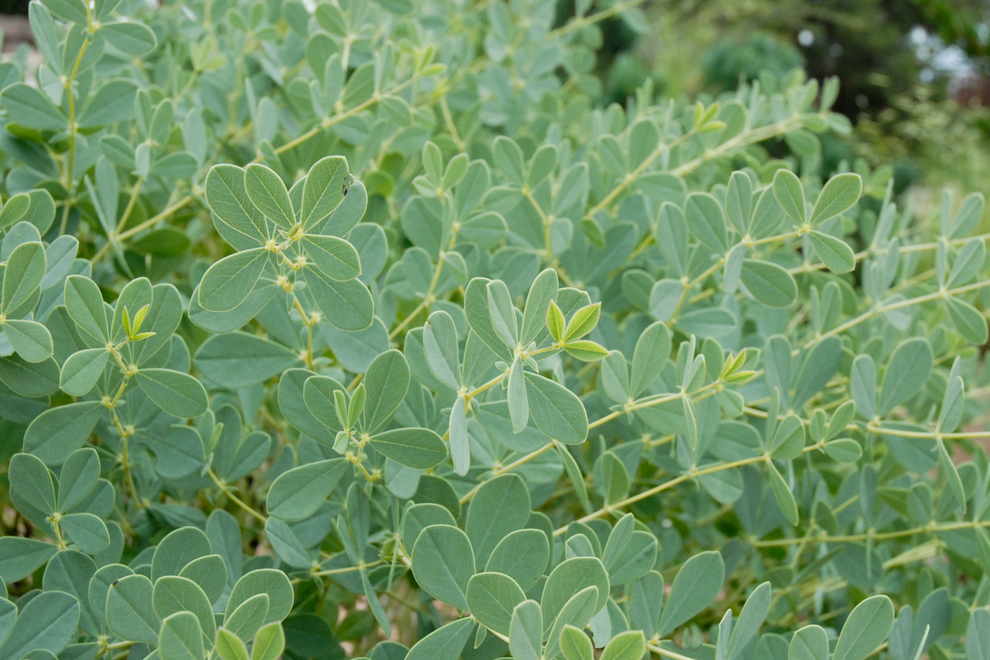 Dwarf Wild Blue Indigo